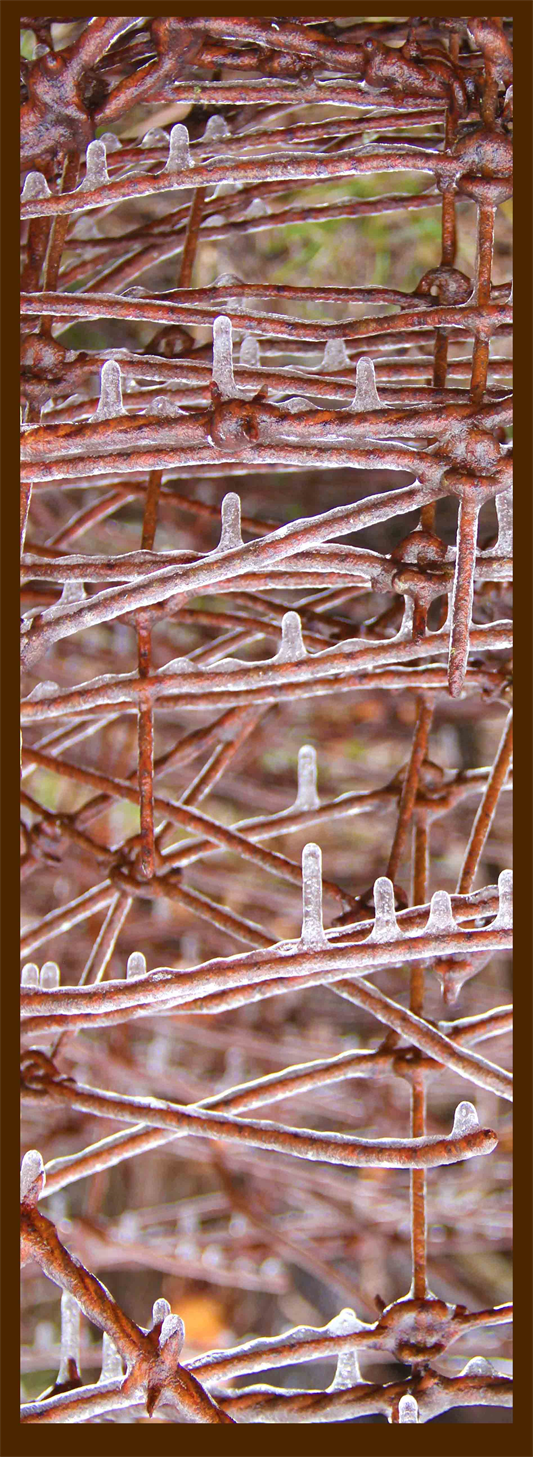 Art Exhibit in Austin,
From The ICE Storm,
Fine Art Photography,
Austin Art Exhibitions.